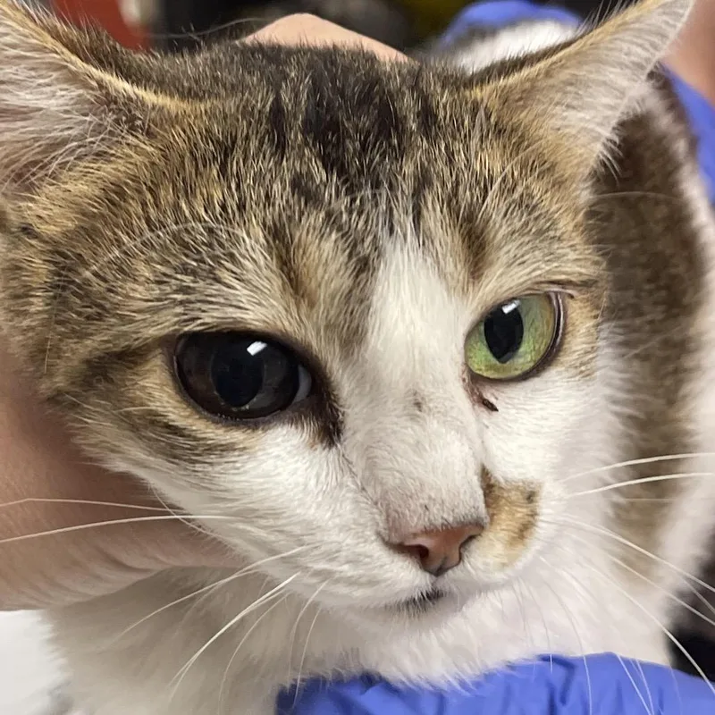 An adult medium-sized female White Domestic Short Hair cat named Trish for adoption in Canton, IL