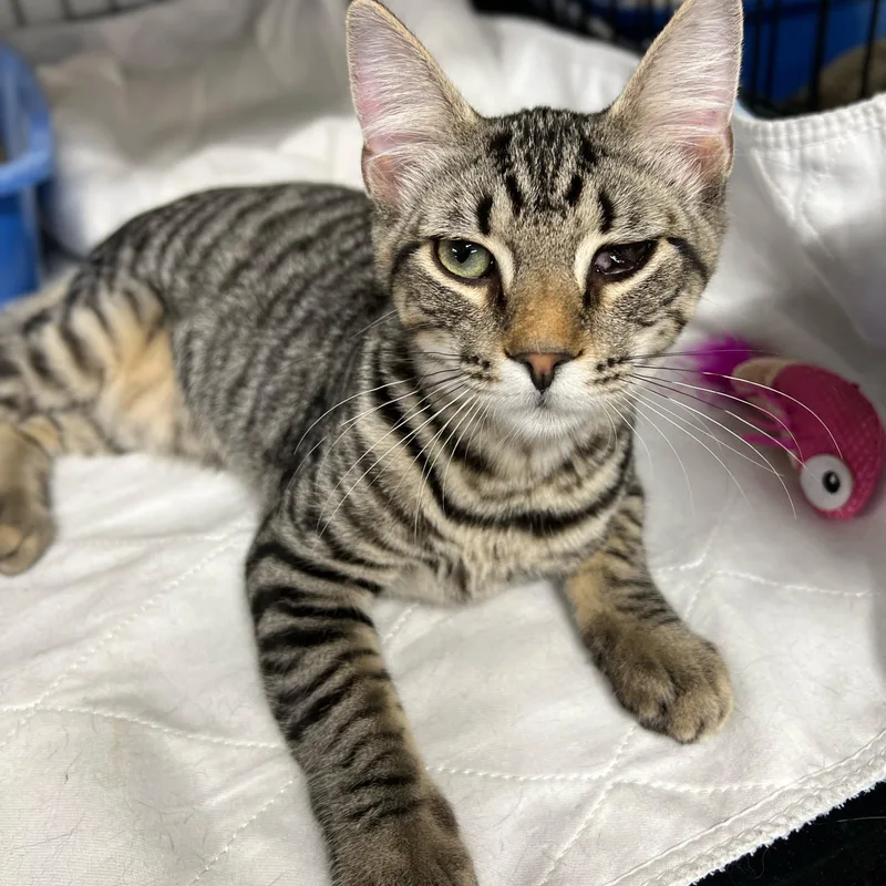 A young medium-sized male Brown / Chocolate Domestic Short Hair cat named Pooh for adoption in Germansville, PA