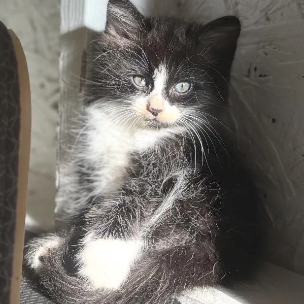 A baby small-sized male Black Domestic Short Hair cat named Jagger A for adoption in SANTA ROSA BEACH, FL