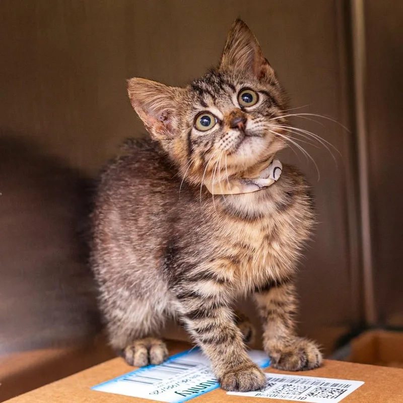 A baby small-sized male Brown / Chocolate Domestic Short Hair cat named Gecko for adoption in Hattiesburg, MS