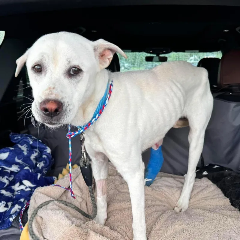 A young medium-sized male White / Cream Labrador Retriever dog named Bradley Tres for adoption in Omaha, NE
