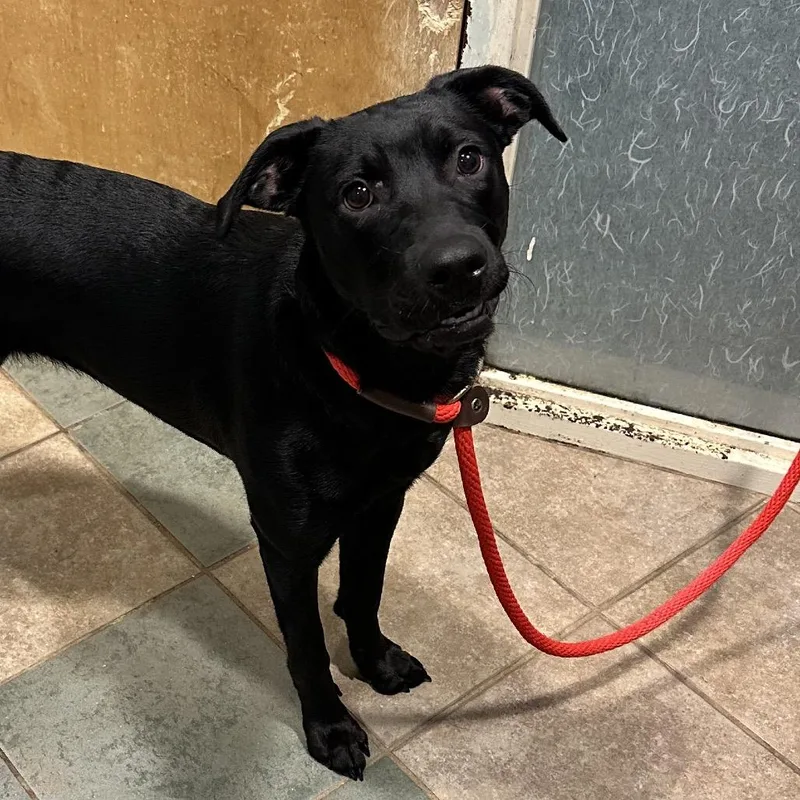 A young medium-sized female Black Mixed Breed dog named Whiskey for adoption in Chattanooga, TN
