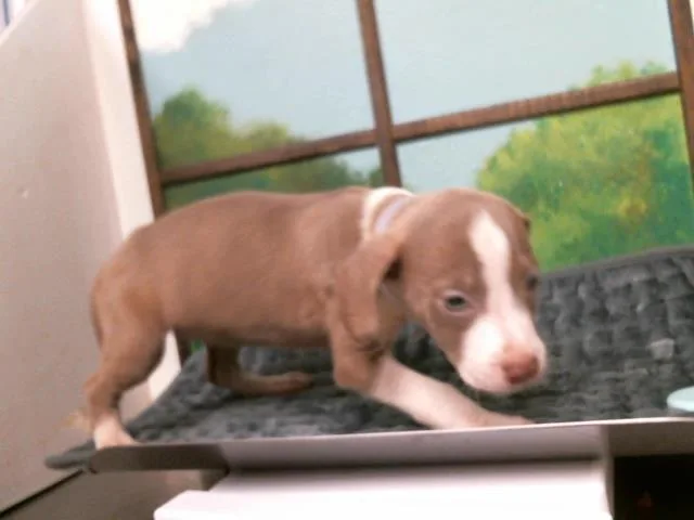 A baby small-sized male Staffordshire Bull Terrier dog named Kelele for adoption in Houston, TX