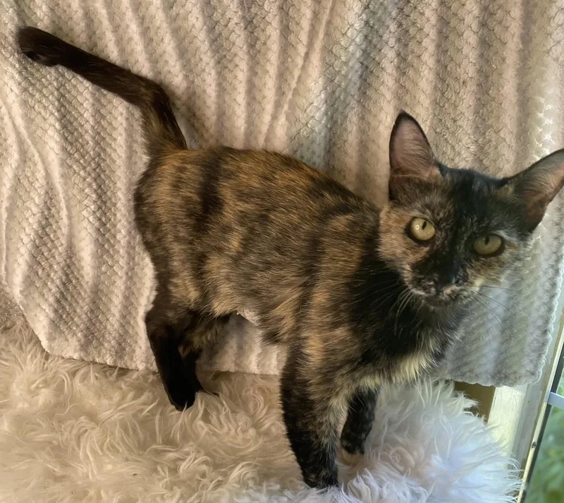 An adult small-sized female Domestic Short Hair cat named Junia for adoption in Cookeville, TN