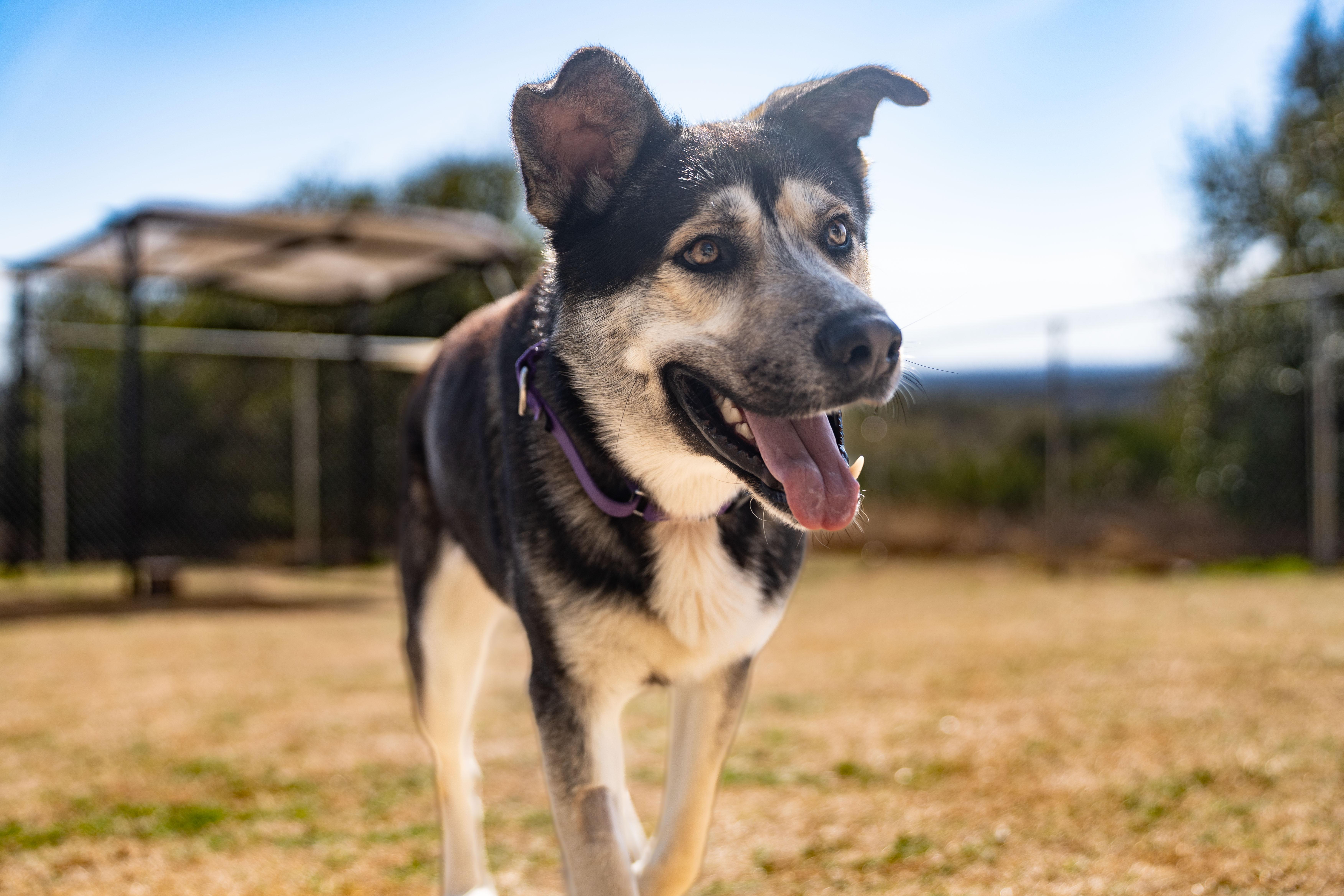 An adult large-sized male Tricolor (Brown, Black, & White) German Shepherd Dog dog named Orion for adoption in Dripping Springs, TX