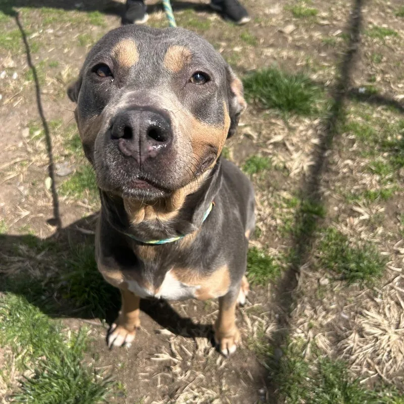 An adult medium-sized female Gray / Blue / Silver Mixed Breed dog named Zoe for adoption in Weimar, CA