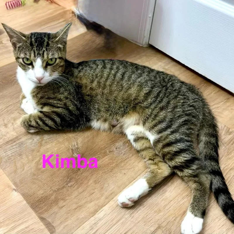 A young medium-sized female Brown / Chocolate Domestic Short Hair cat named Kimba for adoption in Jessup, MD