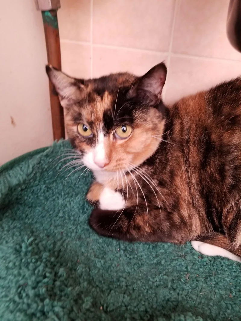An adult medium-sized female Snowshoe cat named Isabella for adoption in Buena Park, CA