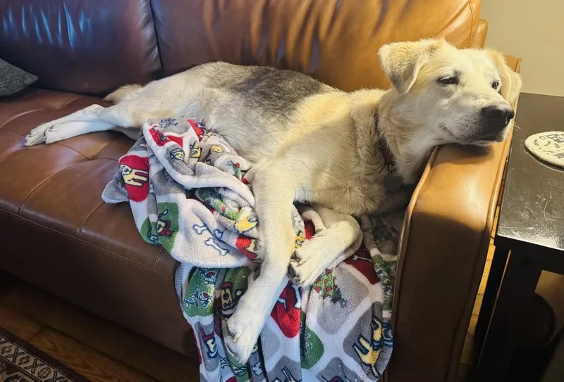 An adult medium-sized female Mixed Breed dog named Vivi for adoption in Lincoln, NE