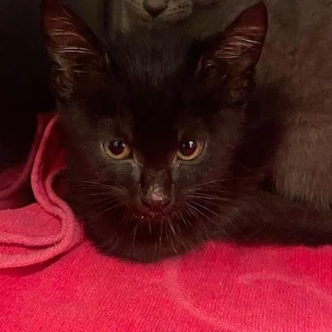 A baby small-sized male Black Domestic Short Hair cat named Scamp for adoption in Lake Panasoffkee, FL