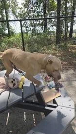 A young medium-sized male Yellow / Tan / Blond / Fawn Mixed Breed dog named Sampson for adoption in Georgetown, SC