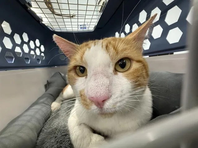 An adult large-sized male Domestic Short Hair cat named A for adoption in Charlotte, NC