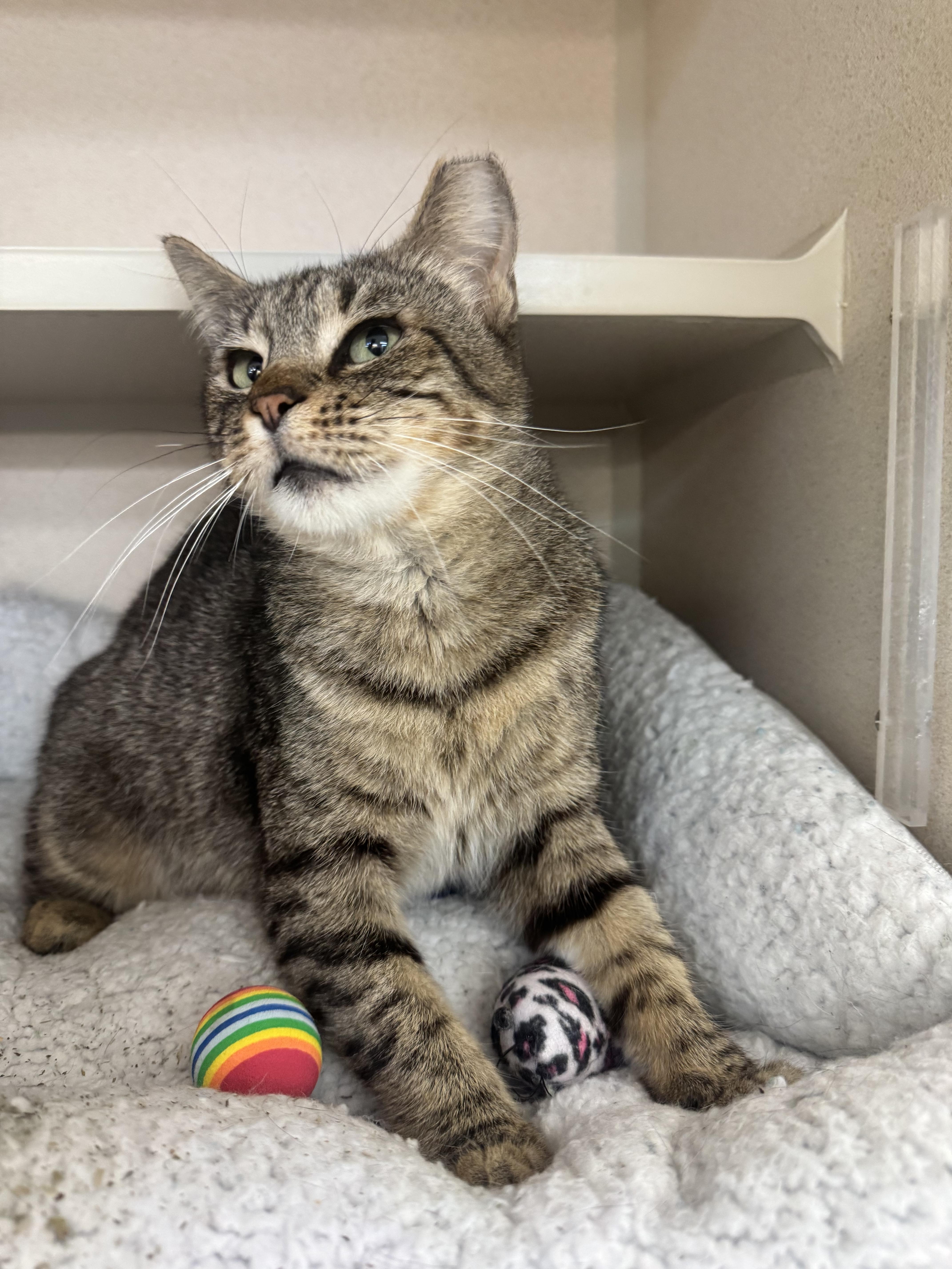A young medium-sized female Tabby (Brown / Chocolate) Domestic Short Hair cat named Tasha for adoption in Salem, NH