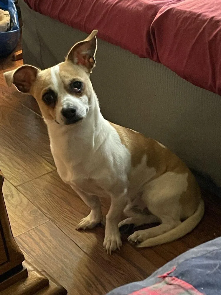 A young small-sized male Chihuahua dog named Hector for adoption in Silver Spring, MD