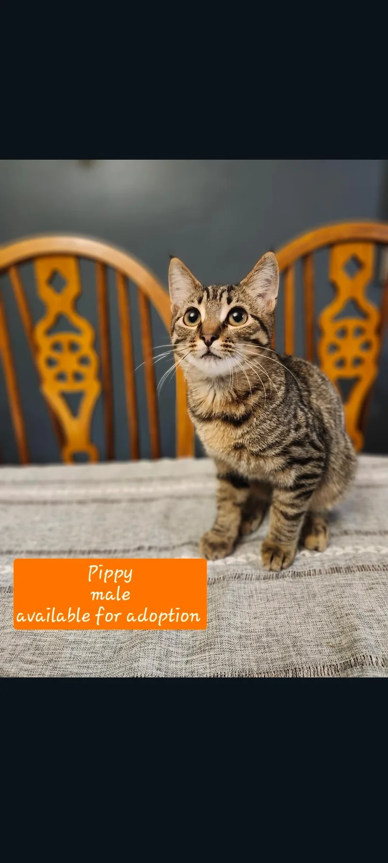 A young medium-sized male Brown / Chocolate Tabby cat named Pippy for adoption in Karns City, PA