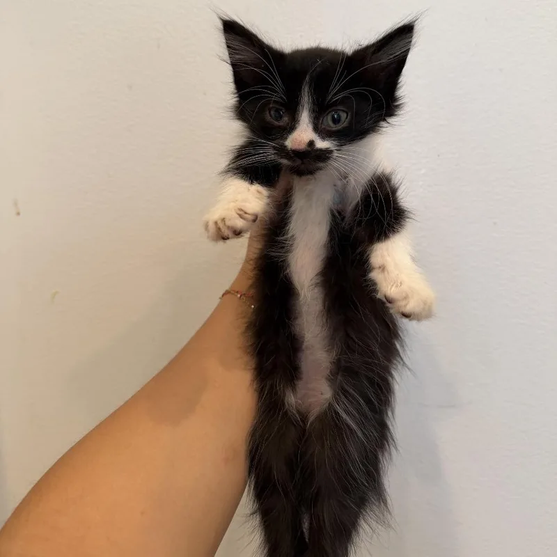 A baby medium-sized male Black & White / Tuxedo Domestic Long Hair cat named Nacho for adoption in Chattanooga, TN