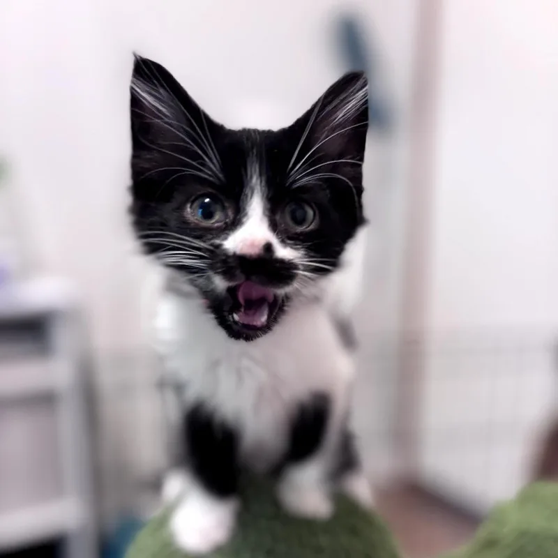 Nacho thumbnail 4