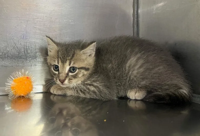 A baby small-sized male Domestic Medium Hair cat named Agate for adoption in Murray, KY