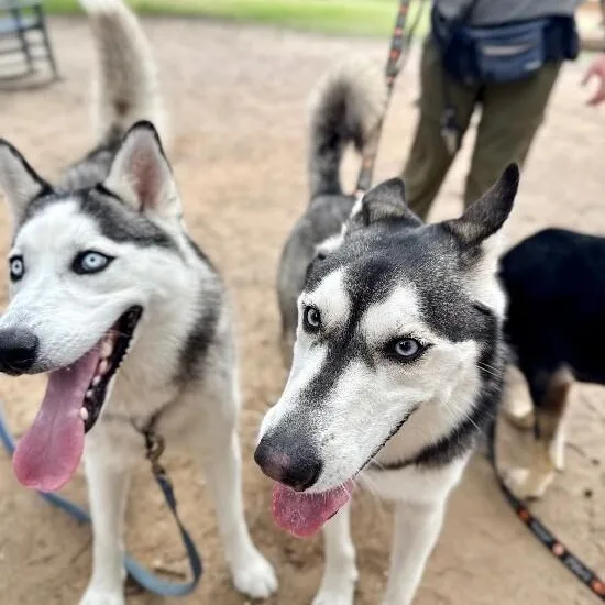 An adult large-sized male Black Husky dog named Ranger Roo The Coolest for adoption in Friendswood, TX
