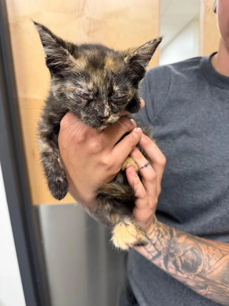 A baby small-sized female Domestic Short Hair cat named Paris for adoption in Greenfield, IN