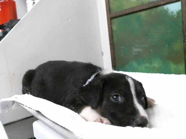 A baby small-sized male German Shepherd Dog dog named Luna for adoption in Houston, TX