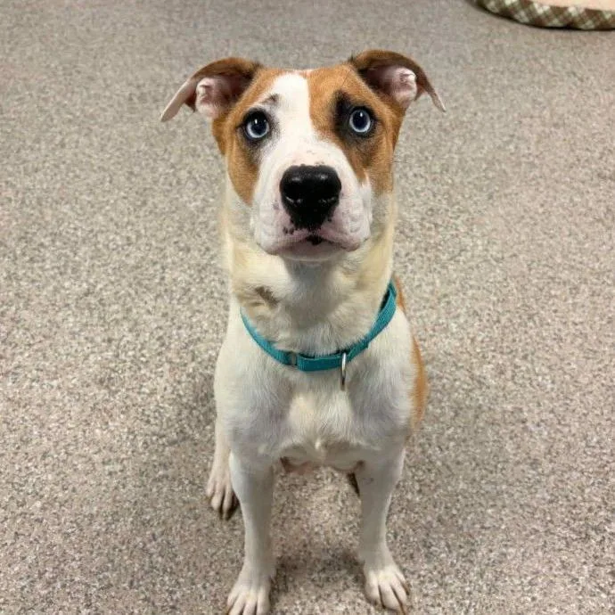 An adult medium-sized female White / Cream Mixed Breed dog named Nala for adoption in Buffalo, MN
