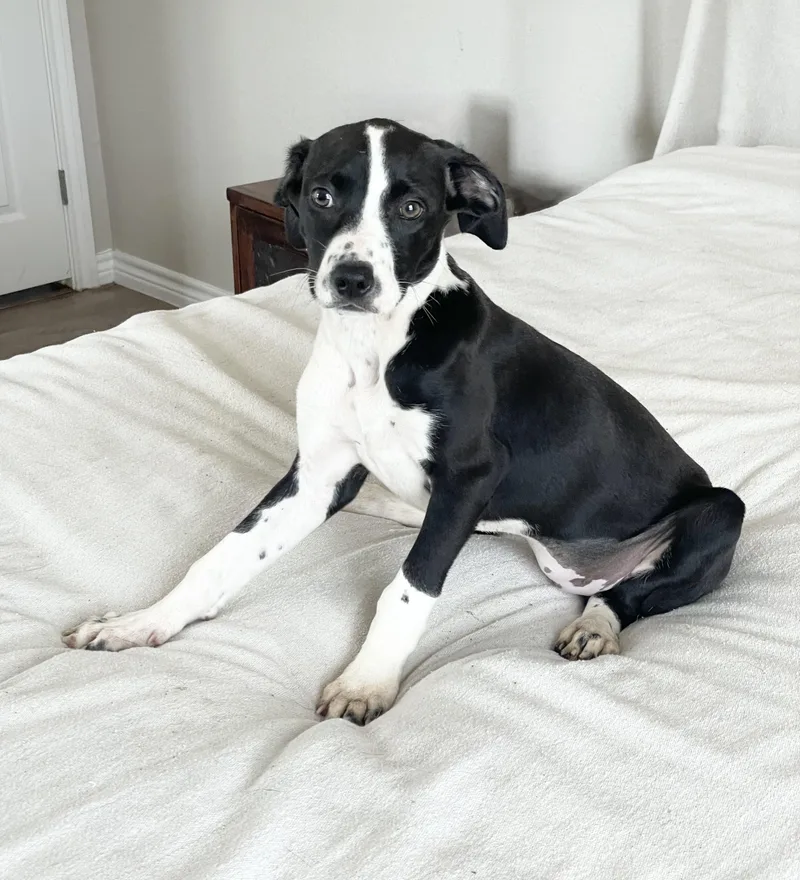 Sweet Ovideo thumbnail 3