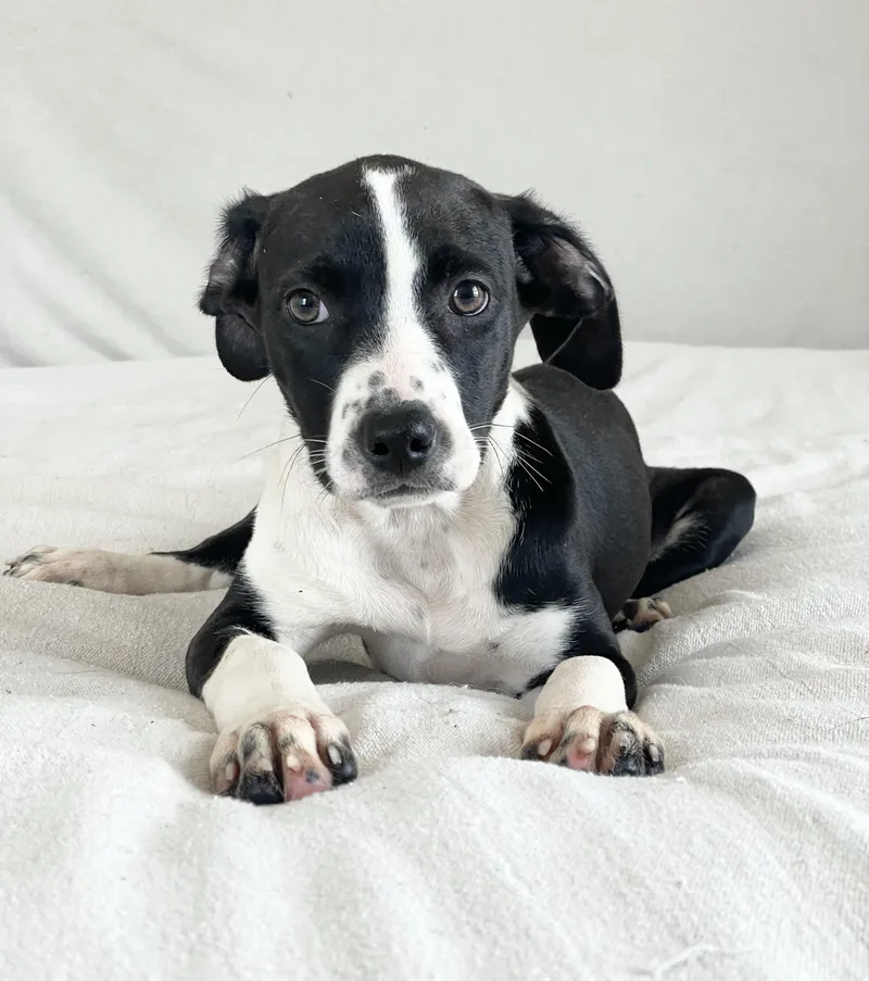 A baby medium-sized female Hound dog named Sweet Ovideo for adoption in Burlington, NC