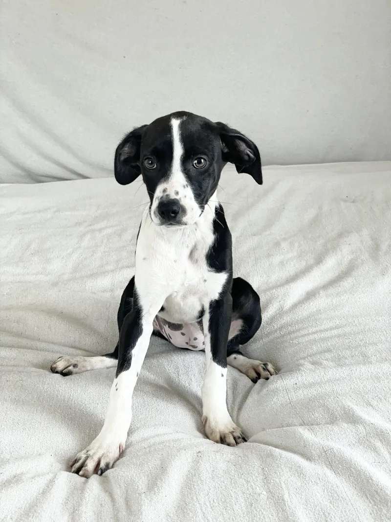 Sweet Ovideo thumbnail 4