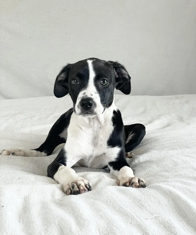 Sweet Ovideo thumbnail 5