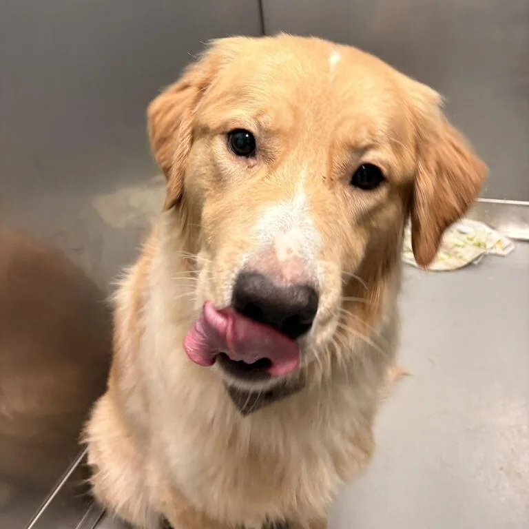 An adult large-sized male Golden Mixed Breed dog named Brewster for adoption in Davenport, IA