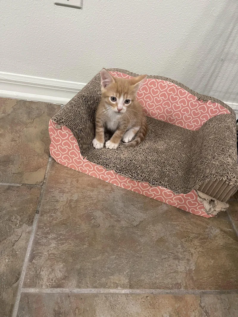 A baby medium-sized male Orange & White Domestic Short Hair cat named Bert for adoption in Oviedo, FL