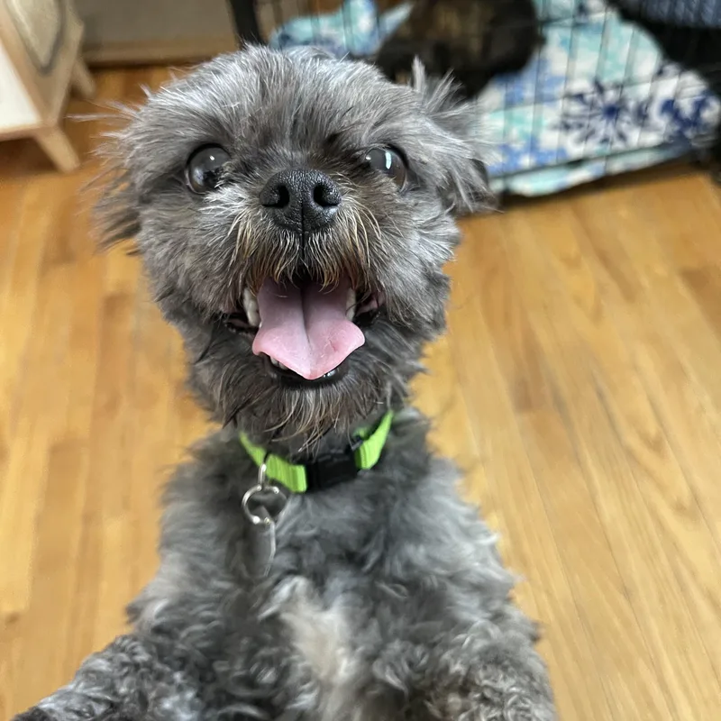 A young small-sized male Gray / Blue / Silver Brussels Griffon dog named Bronco for adoption in Salt Lake City, UT