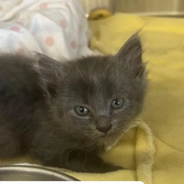 A baby small-sized male Domestic Long Hair cat named The Peppers Habanero for adoption in Washington, DC