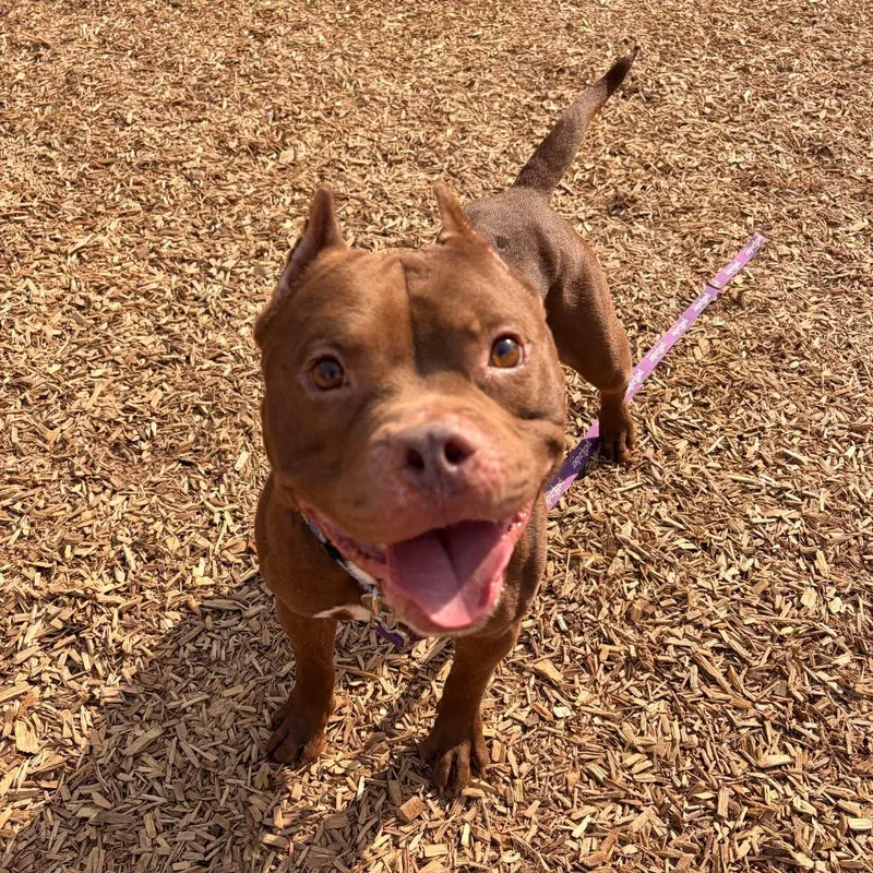 An adult medium-sized male Brown / Chocolate American Staffordshire Terrier dog named Charlie for adoption in Lynchburg, VA