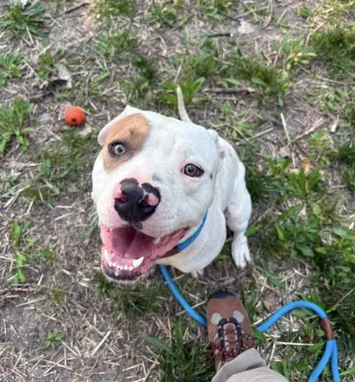An adult medium-sized male White / Cream Pit Bull Terrier dog named Jagger for adoption in Chicago, IL