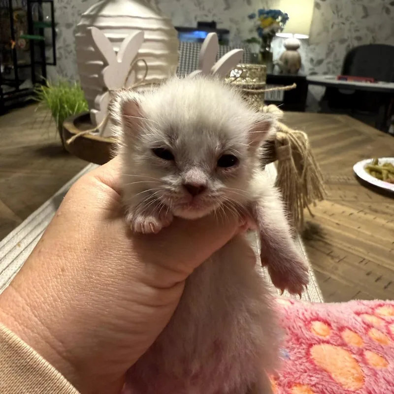 A baby small-sized female White Domestic Short Hair cat named Rumi for adoption in Duncan, OK
