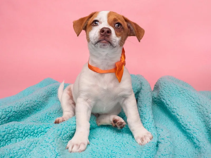 Candy: Oh Henry thumbnail 2