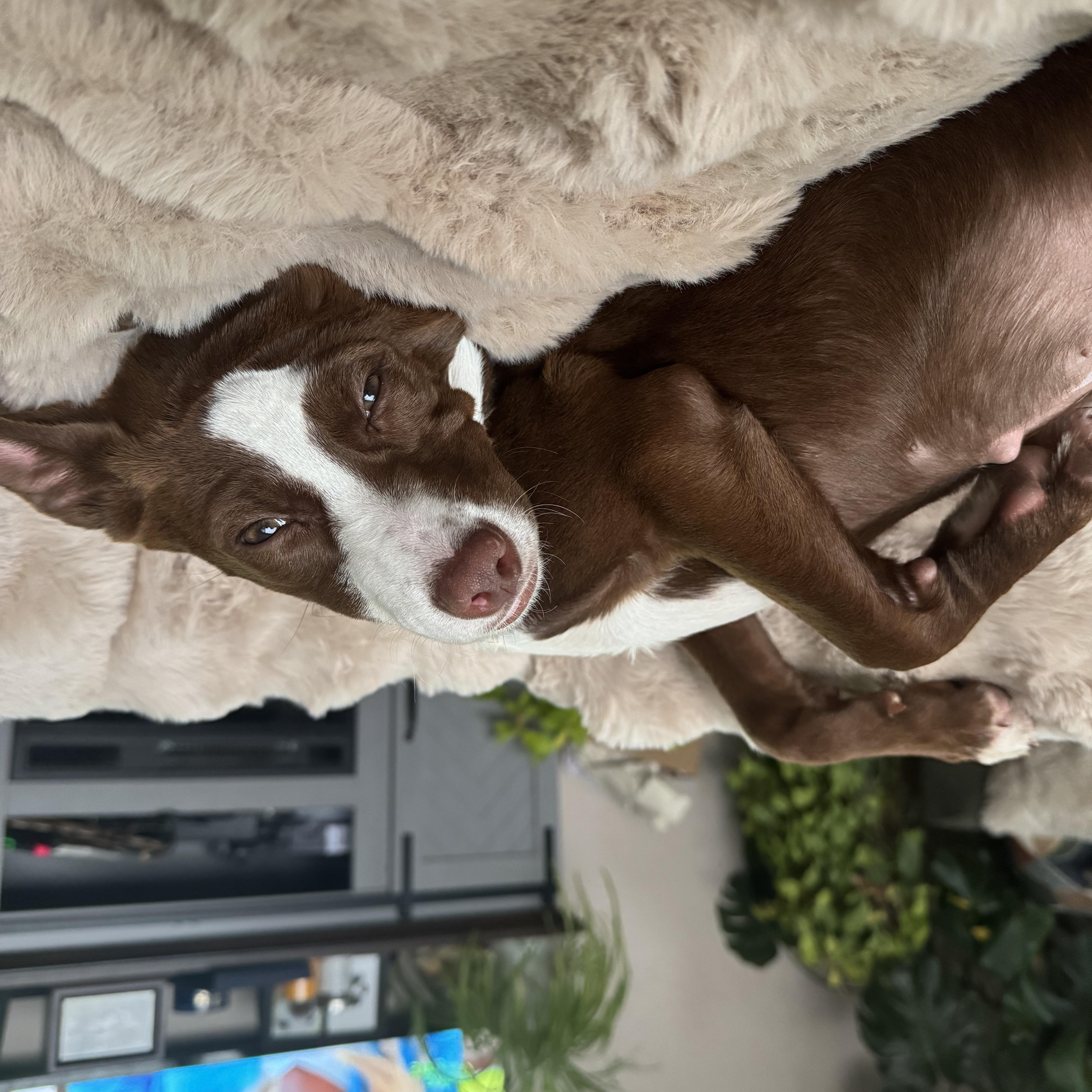 Butterscotch thumbnail 2