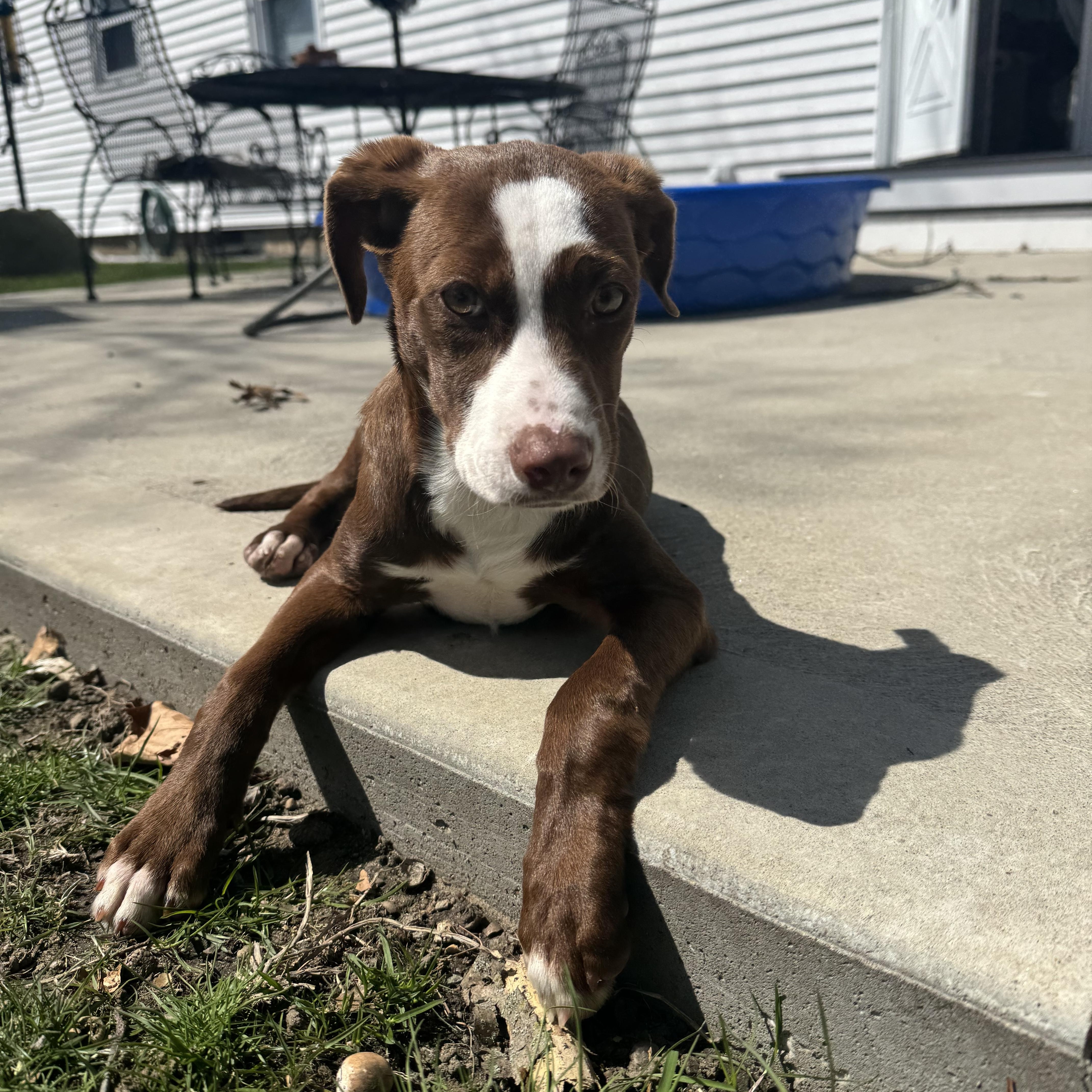 Butterscotch thumbnail 3