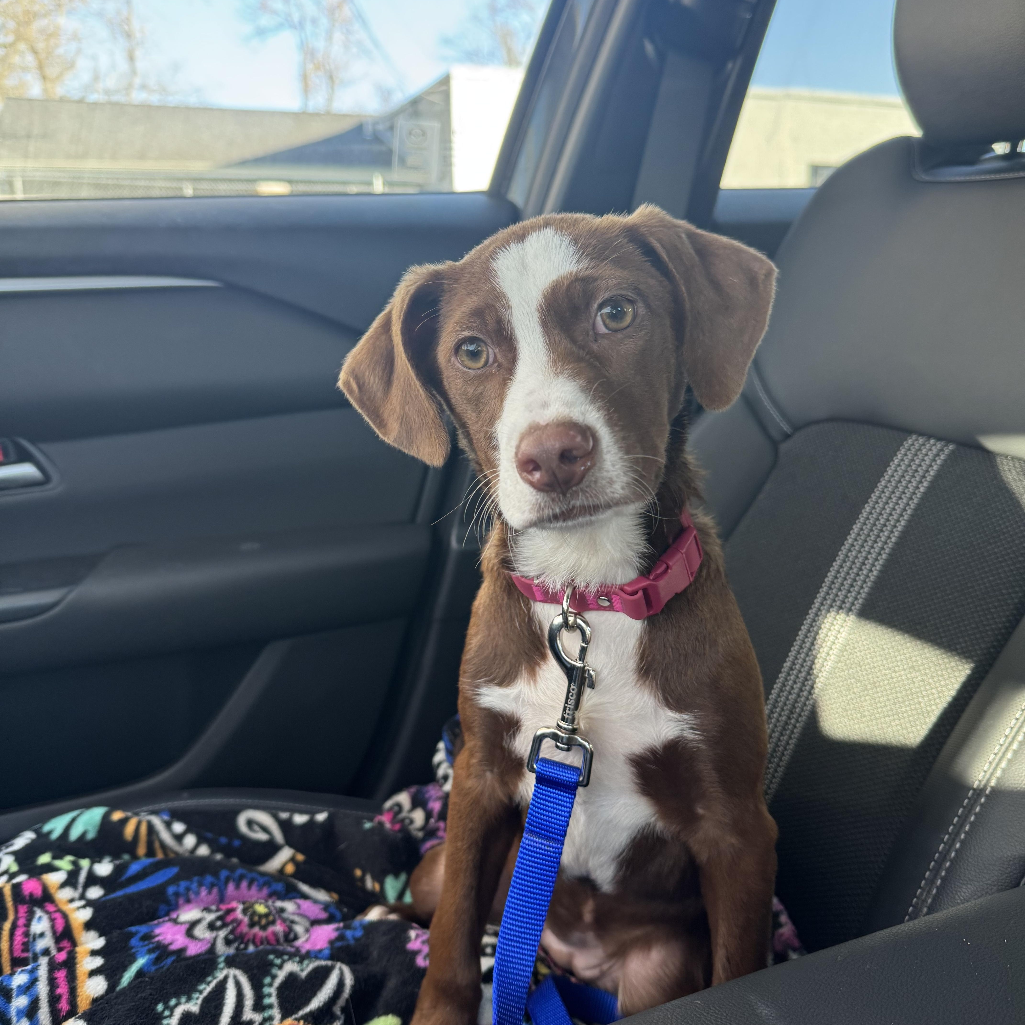 Butterscotch thumbnail 4