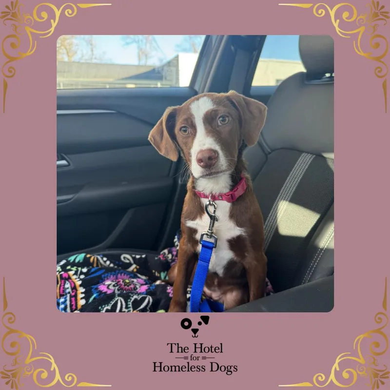 A baby medium-sized female Brown / Chocolate Labrador Retriever dog named Butterscotch for adoption in Cumberland, RI