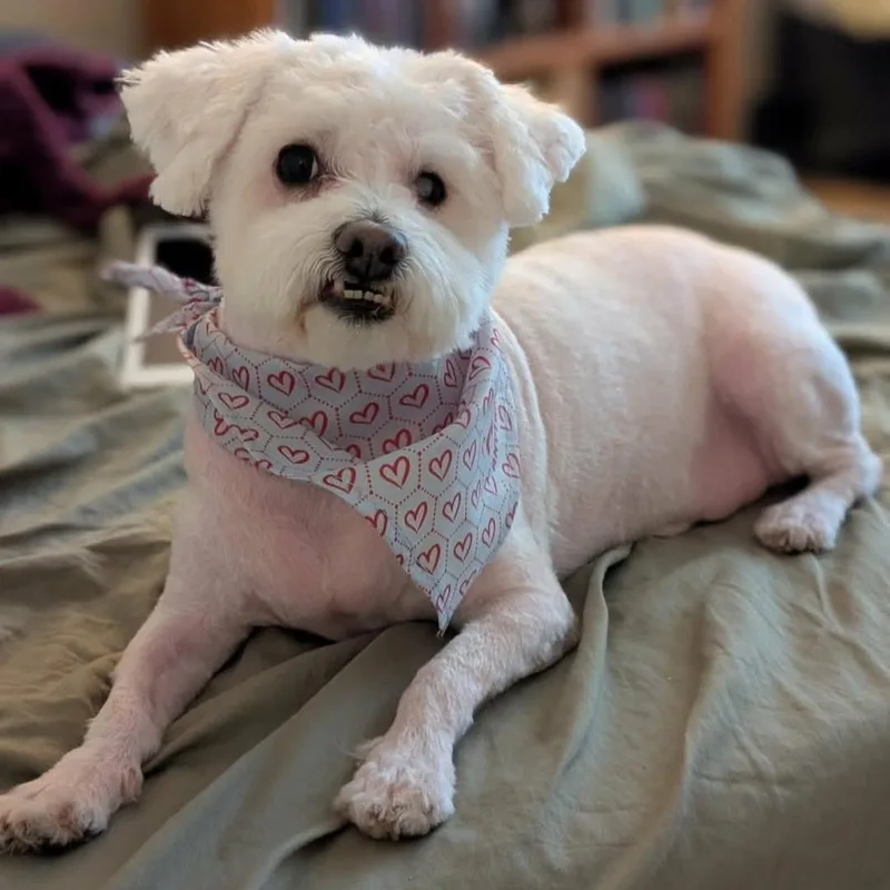 A senior small-sized male White / Cream Bichon Frise dog named Archie for adoption in Seal Beach, CA