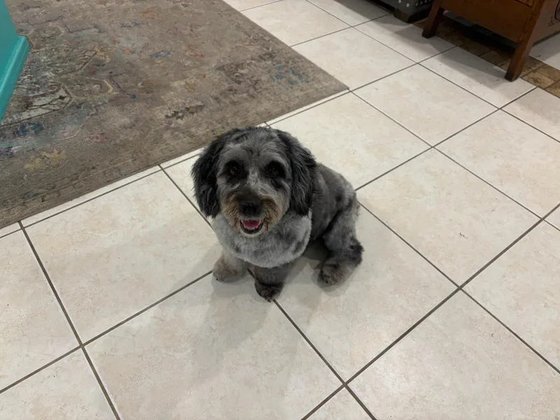 An adult medium-sized male Black Aussiedoodle dog named Winslow for adoption in Colleyville, TX