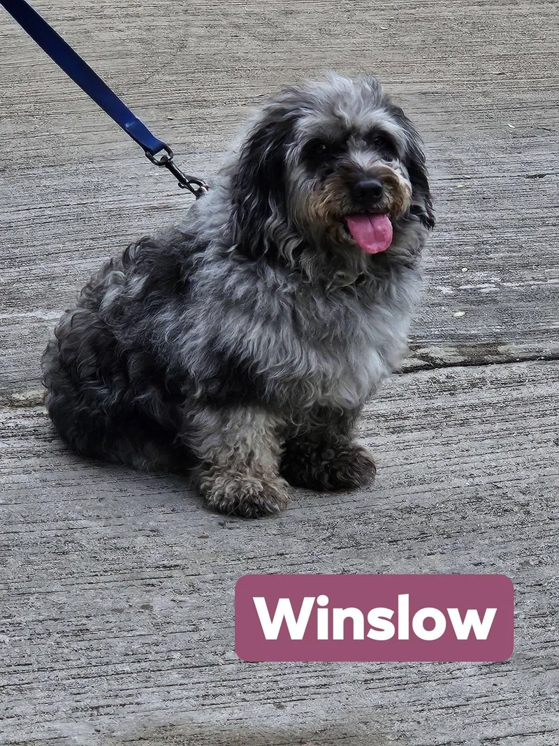 Winslow thumbnail 5