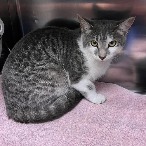 A young small-sized female Gray / Blue / Silver Domestic Short Hair cat named Maeve for adoption in Georgetown, KY
