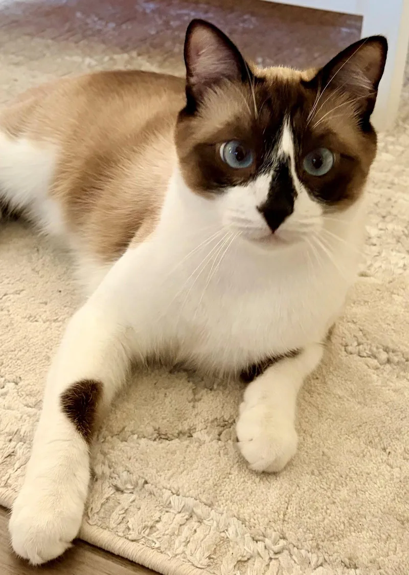 An adult medium-sized male Siamese cat named Mochi for adoption in Palo Alto, CA