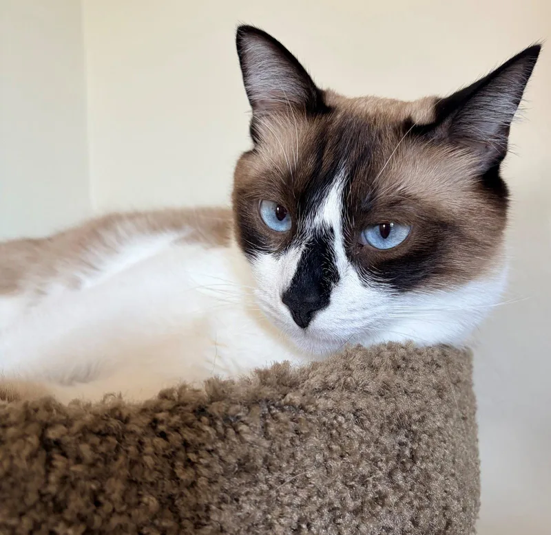 Mochi thumbnail 2