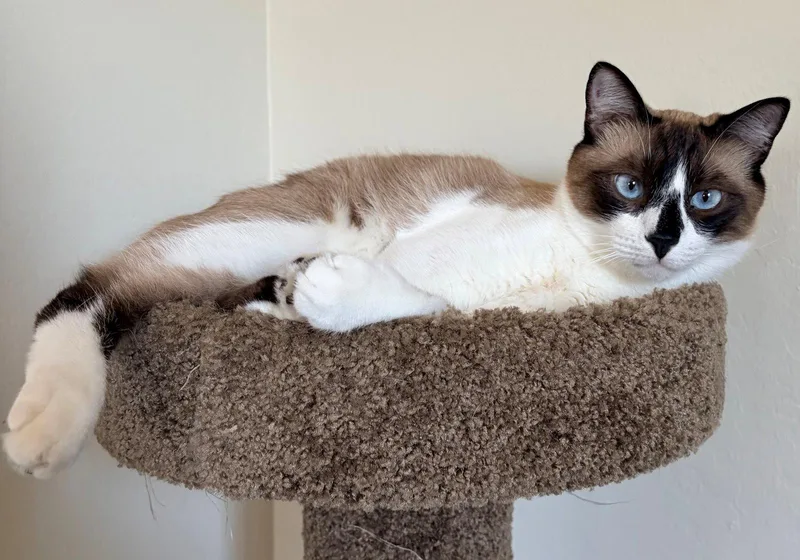 Mochi thumbnail 3