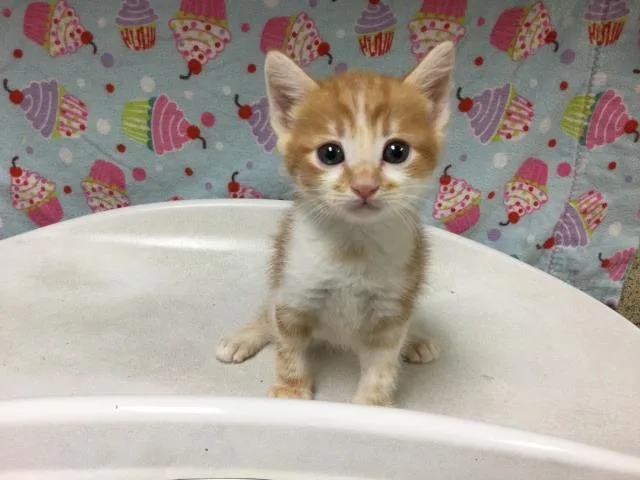 A young small-sized male Domestic Short Hair cat named Casper for adoption in Riverside, CA